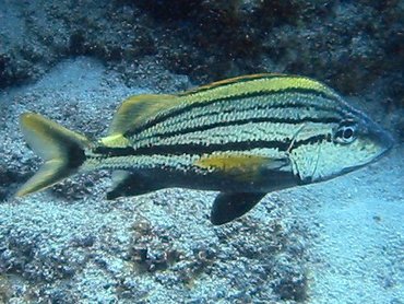 Spanish Grunt - Haemulon macrostomum - Key Largo, Florida