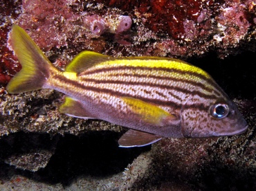 Spanish Grunt - Haemulon macrostomum - Key Largo, Florida