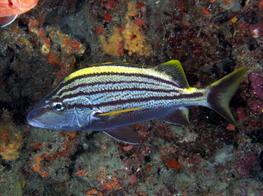 Spanish Grunt - Haemulon macrostomum - Palm Beach, Florida