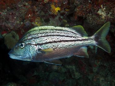 Spanish Grunt - Haemulon macrostomum - British Virgin Islands