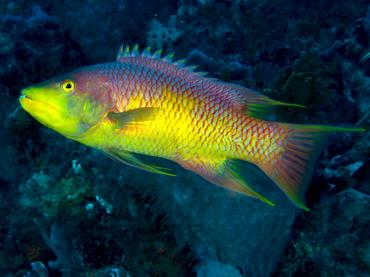 Spanish Hogfish - Bodianus rufus - Palm Beach, Florida