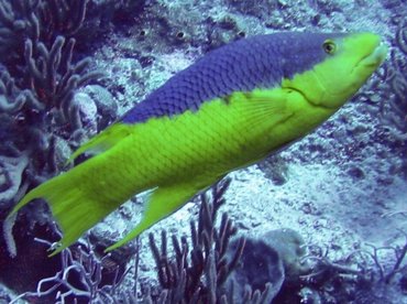 Spanish Hogfish - Bodianus rufus - Turks and Caicos