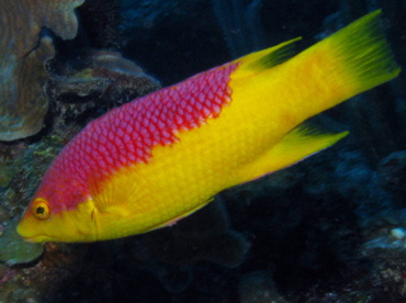 Spanish Hogfish - Bodianus rufus - Belize
