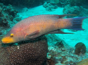 Spanish Hogfish - Bodianus rufus - Bonaire