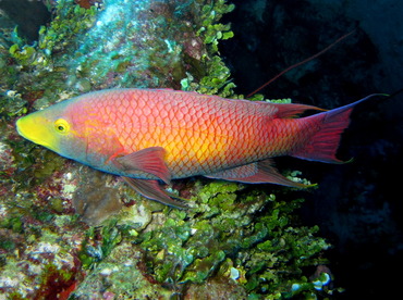 Spanish Hogfish - Bodianus rufus - Turks and Caicos
