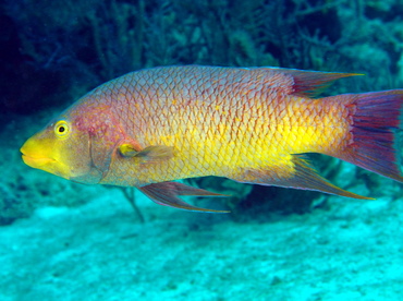 Spanish Hogfish - Bodianus rufus - The Exumas, Bahamas