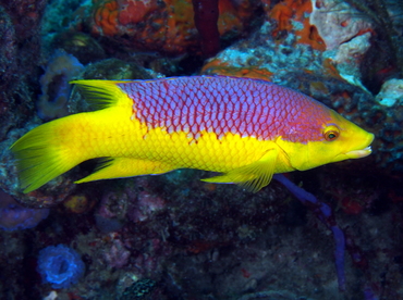 Spanish Hogfish - Bodianus rufus - Palm Beach, Florida