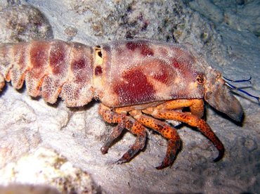 Spanish Lobster - Scyllarides aequinoctialis - Bonaire