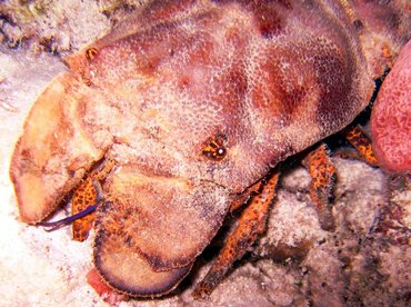 Spanish Lobster - Scyllarides aequinoctialis - Bonaire