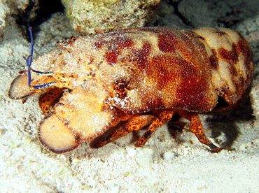 Spanish Lobster - Scyllarides aequinoctialis - The Exumas, Bahamas