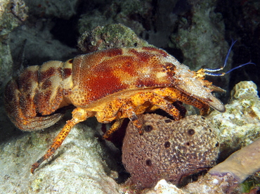 Spanish Lobster - Scyllarides aequinoctialis - The Exumas, Bahamas