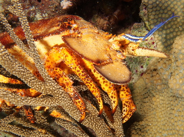 Spanish Lobster - Scyllarides aequinoctialis - The Exumas, Bahamas