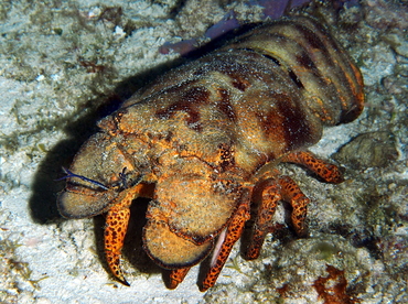 Spanish Lobster - Scyllarides aequinoctialis - Cozumel, Mexico