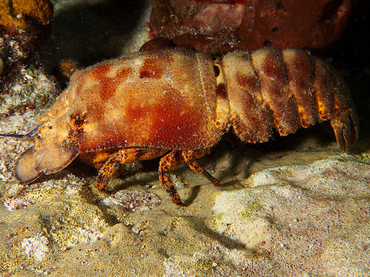 Spanish Lobster - Scyllarides aequinoctialis - Cozumel, Mexico