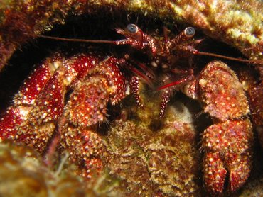 White Speckled Hermit Crab - Paguristes puncticeps - Roatan, Honduras