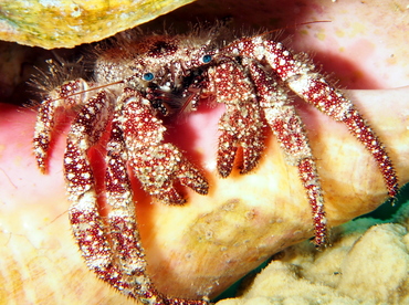 White Speckled Hermit Crab - Paguristes puncticeps - The Exumas, Bahamas