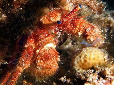 White Speckled Hermit Crab - Paguristes puncticeps - Cozumel, Mexico