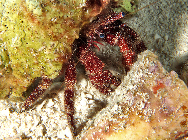 White Speckled Hermit Crab - Paguristes puncticeps - Cozumel, Mexico