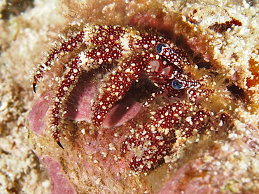 White Speckled Hermit Crab - Paguristes puncticeps - Cozumel, Mexico