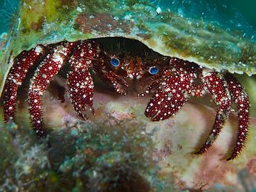 White Speckled Hermit Crab - Paguristes puncticeps - British Virgin Islands