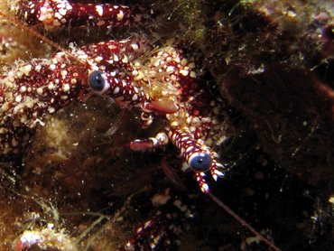 White Speckled Hermit Crab - Paguristes puncticeps - Roatan, Honduras