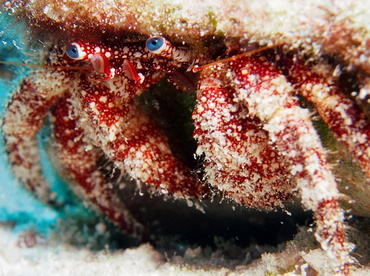 White Speckled Hermit Crab - Paguristes puncticeps - Turks and Caicos