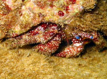 White Speckled Hermit Crab - Paguristes puncticeps - Aruba