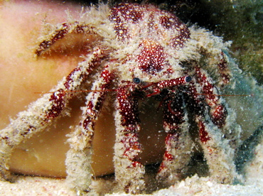 White Speckled Hermit Crab - Paguristes puncticeps - Belize