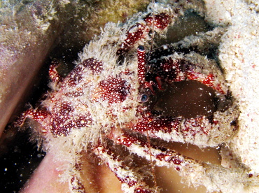 White Speckled Hermit Crab - Paguristes puncticeps - Belize
