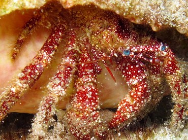 White Speckled Hermit Crab - Paguristes puncticeps - Cozumel, Mexico