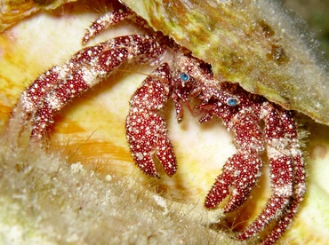 White Speckled Hermit Crab - Paguristes puncticeps - Cozumel, Mexico