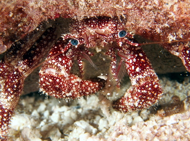 White Speckled Hermit Crab - Paguristes puncticeps - The Exumas, Bahamas