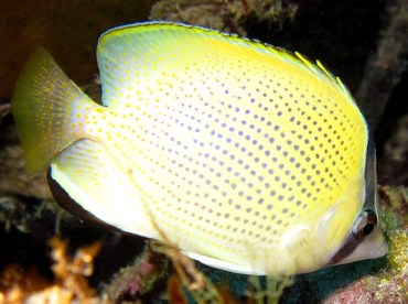 Speckled Butterflyfish - Chaetodon citrinellus - Yap, Micronesia