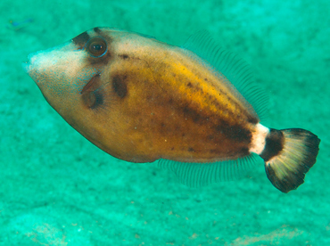 Spectacled Filefish - Cantherhines fronticinctus - Anilao, Philippines