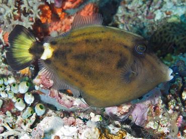 Spectacled Filefish - Cantherhines fronticinctus - Komodo, Indonesia