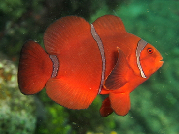 Spinecheek Anemonefish - Premnas biaculeatus - Lembeh Strait, Indonesia