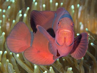 Spinecheek Anemonefish - Amphiprion biaculeatus - Lombok, Indonesia