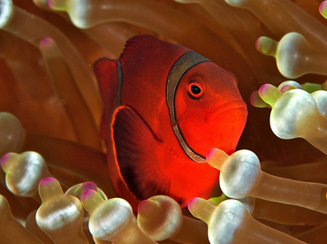 Spinecheek Anemonefish - Premnas biaculeatus - Wakatobi, Indonesia