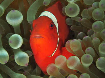 Spinecheek Anemonefish - Premnas biaculeatus - Wakatobi, Indonesia