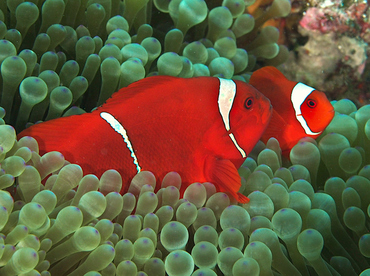 Spinecheek Anemonefish - Premnas biaculeatus - Wakatobi, Indonesia