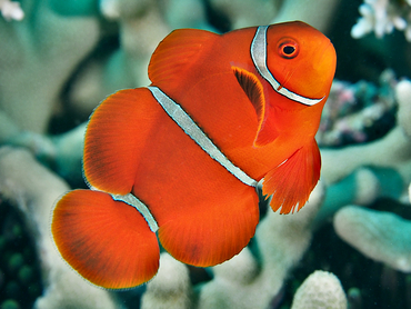 Spinecheek Anemonefish - Premnas biaculeatus - Great Barrier Reef, Australia