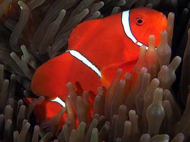 Spinecheek Anemonefish - Premnas biaculeatus - Great Barrier Reef, Australia