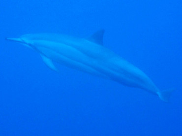 Spinner Dolphin - Stenella longirostris - Big Island, Hawaii