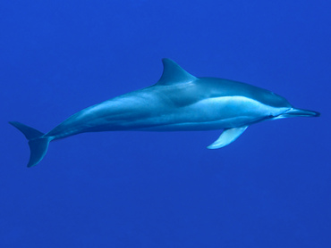 Spinner Dolphin - Stenella longirostris - Lanai, Hawaii