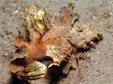 Spiny Devilfish - Inimicus didactylus - Dumaguete, Philippines