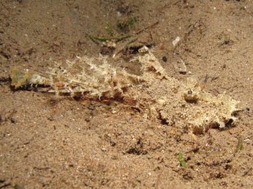 Spiny Devilfish - Inimicus didactylus - Dumaguete, Philippines