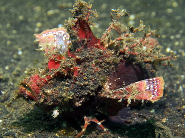 Spiny Devilfish - Inimicus didactylus - Lembeh Strait, Indonesia