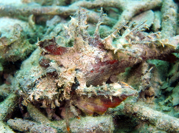 Spiny Devilfish - Inimicus didactylus - Palau