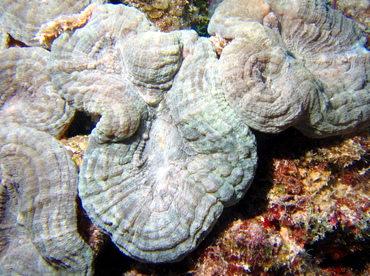 Spiny Flower Coral - Mussa angulosa - Turks and Caicos