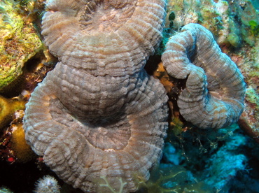 Spiny Flower Coral - Mussa angulosa - Grand Cayman